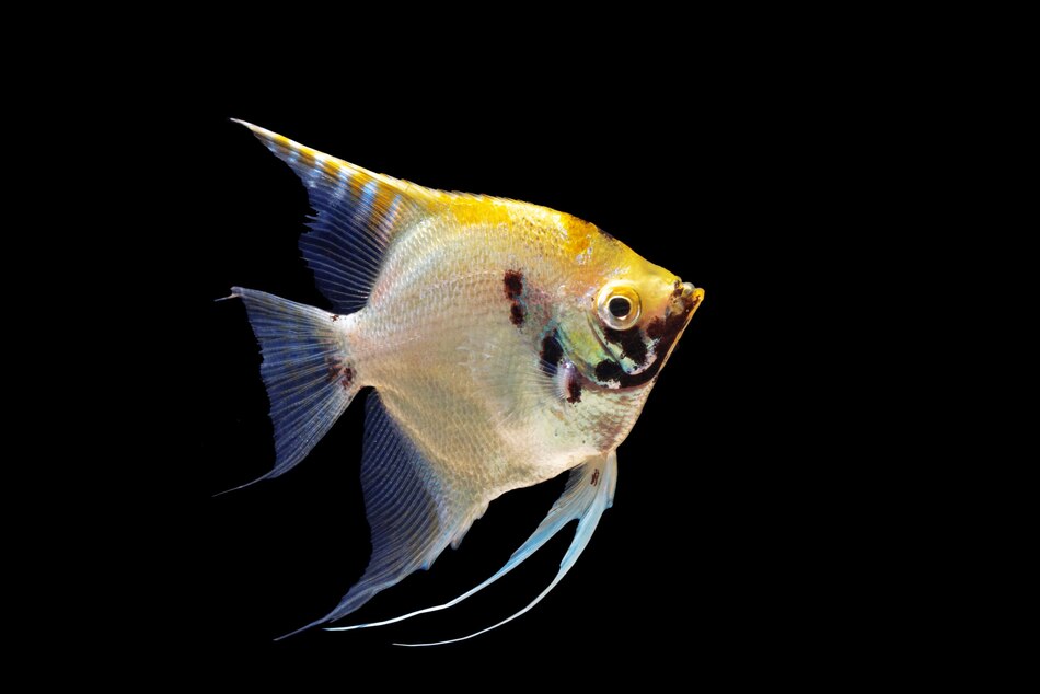 Angelfish